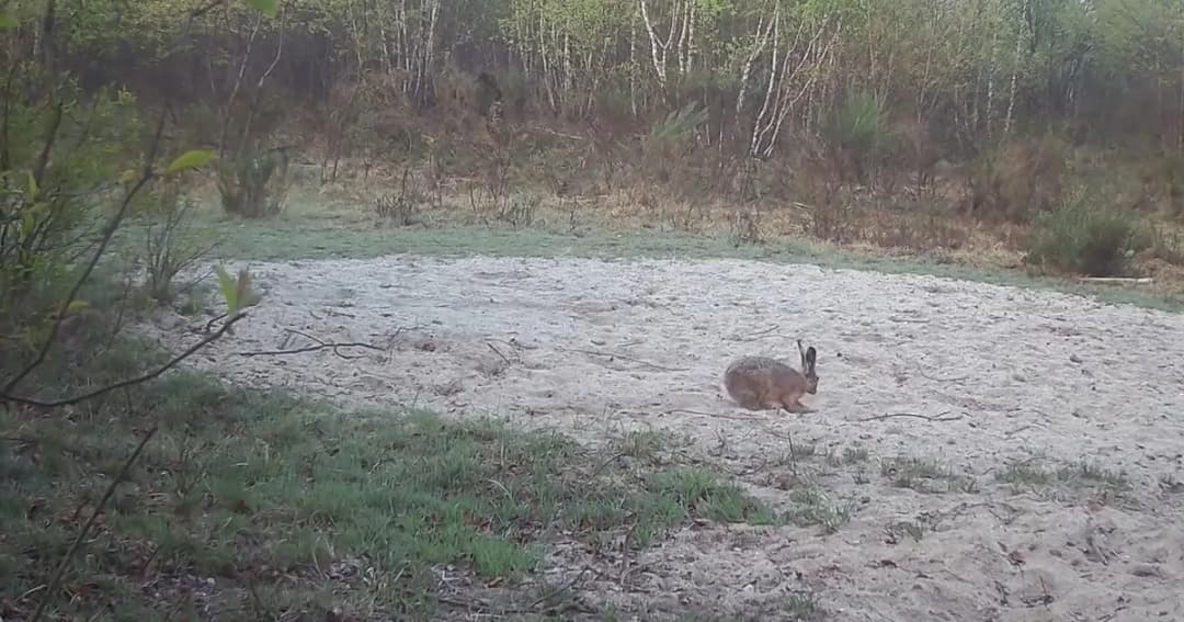 Jak szybko biega zając? Zaskakujące fakty o jego prędkości